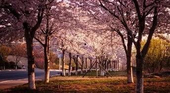 樱花校园最新大爆料,独家爆料带你探秘校园风云  第1张